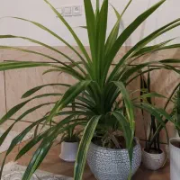 گل پاندانوس