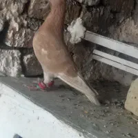 کفتر دو عدد