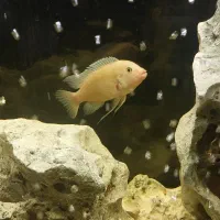 ماهی سیچلاید