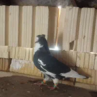 پرنده|پرنده|آباده, |دیوار