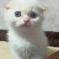 اسکاتیش