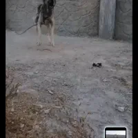 سگ سرابی|سگ|بستان آباد, |دیوار
