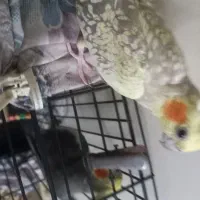 عروس هلندی|پرنده|تهران, چهارصد دستگاه|دیوار