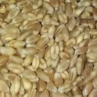 بذر گندم پیشگام 500 کیلوگرم