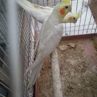یک جفت عروس هلندی بالغ