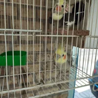 جفت عروس هلندی مولد با سه تا جوجه