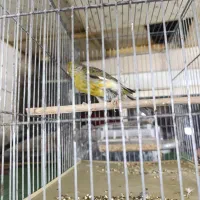 قناری ماده|پرنده|تهران, نازی‌آباد|دیوار