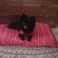 پامر مشکی ماده جهت جفت پیام بدید کشش