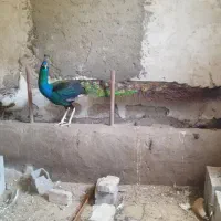 فروش دوعدد طاووس مصری بالغ