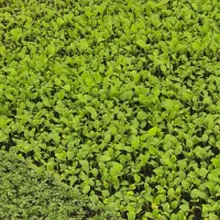 نشا گوجه