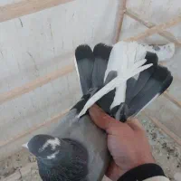 ۴تا کفتر گرفتنی روبلندی دونه ۱۵۰ یکجا|پرنده|پاکدشت, پاکدشت (مامازند)|دیوار