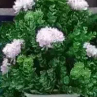 گل وگلدان شمشاد پرکار وپربرگ مدل داودی|گل مصنوعی|میانه, |دیوار