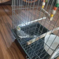 عروس هلندی|پرنده|کرج, باغستان|دیوار