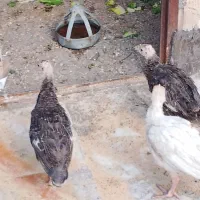 ده عدد بوقلمون