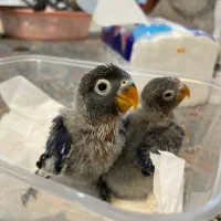 طوطی برزیلی فیشر|پرنده|شهریار, شهریار|دیوار