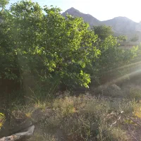 مزرعه-عبدل-اباد-تفرش