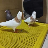 کفتر|پرنده|دزفول, |دیوار