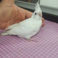 جوجه عروس هلندی البینو|پرنده|اهواز, شهرک اکباتان|دیوار