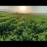 گندم بذری بوجار شده مادری درجه یک