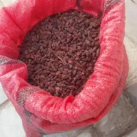 کشمش گوشتی اب گیری