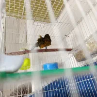 قناری نر|پرنده|مشهد, خرمشهر|دیوار