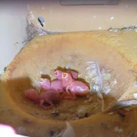 فنچ نرگسی شکلاتی فنچ جاوا در اندیشه|پرنده|تهران, چیتگر جنوبی|دیوار