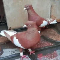 کفتر سرک دم سفید