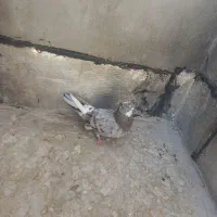 کبوتر سرور|پرنده|قم, عمار یاسر|دیوار