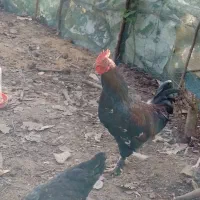 خروس|حیوانات مزرعه|رشت, فرزانه|دیوار