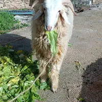 کاوه، قوچ|حیوانات مزرعه|بهبهان, |دیوار