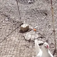 مرغ گلین|حیوانات مزرعه|هشتگرد, تهران دشت|دیوار