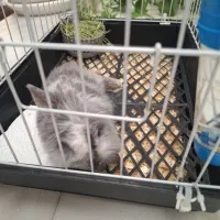 خرگوش مینیاتوری