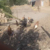 دوعدد بوقلمون نر برنزه پنج عدد بوقلمون ماده|حیوانات مزرعه|قیدار, |دیوار