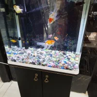 آکواریوم کمدی در حد نو سالم|ماهی|زابل, |دیوار