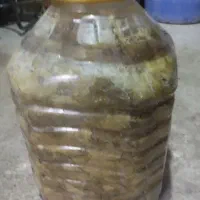 برگ مو دلمه تازه|خوردنی و آشامیدنی|مراغه, |دیوار