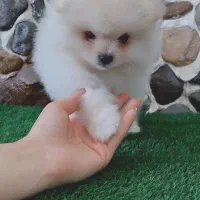 سگ آپارتمانی پامرانین|سگ|مراغه, |دیوار