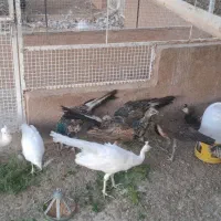 جوجه طاووس