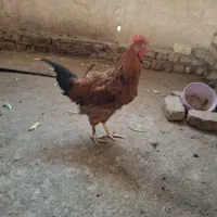 خروس جوان|حیوانات مزرعه|خمینی‌شهر, |دیوار