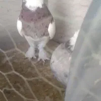 ماده ونر