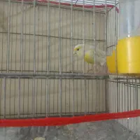 قناری فروشی