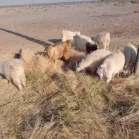 کهره نر و. ماده