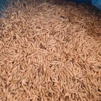 جو درجه یک