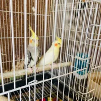 پرنده
