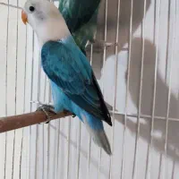 طوطی برزیلی جوجه سرلاکی پاربلو یووینگ راهب کاسکو