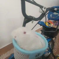 خرگوش چشم قرمز خونگی بانمک