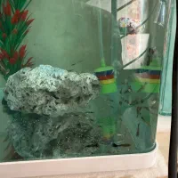 ماهی گوپی|ماهی|مرودشت, بیست متری بیمارستان|دیوار