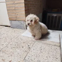 سگ نژاد شیتزو|سگ|یزد, |دیوار