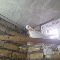 دو کفتر به فروش میرسد|پرنده|چناران, |دیوار