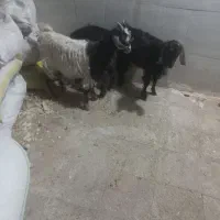 بزغاله خرج خور بزرگ|حیوانات مزرعه|قم, شاه ابراهیم|دیوار