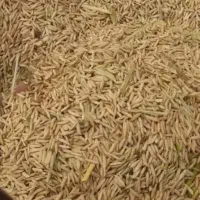 شالی فجر ۹۰ روزه سوزنی